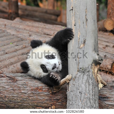 Giant panda bear needs help
