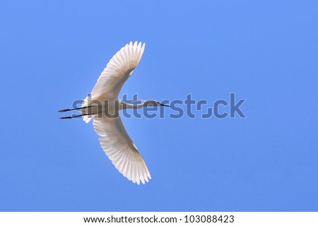 white heron flying