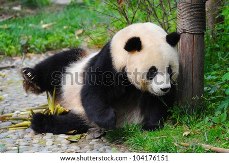 Giant panda bear looking for food