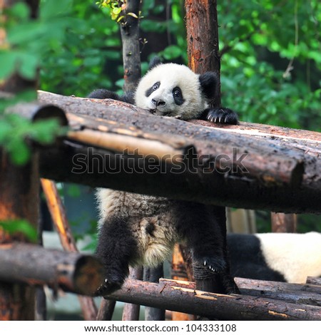 Cute giant panda bear needs help