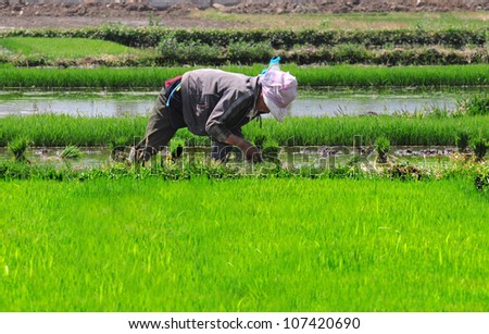 DALI, CHINA - MAY 20: Unidentified Chinese farmer works hard on rice field on May 20, 2012 in Dali, China. For many farmers rice is the main source of income (around $800 annual).