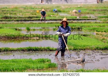 DALI, CHINA - MAY 20: Unidentified Chinese farmers work hard on rice field on May 20, 2012 in Dali, China. For many farmers rice is the main source of income (around $800 annual).