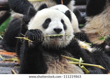Giant panda bear eating bamboo shoots (with fellow panda bears blurred at background)