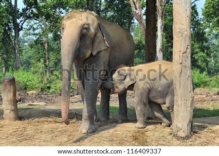 Asian elephants ( mother and baby elephant)