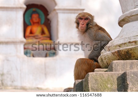 Monkey in monkey temple in Nepal ( Swayambhunath )