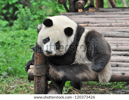 Giant panda bear relaxing