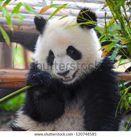 Closeup of young panda bear eating bamboo