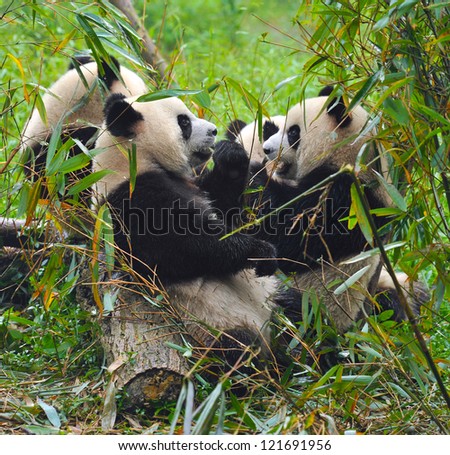 Panda bears eating together (front panda in focus, fellow pandas blurred)