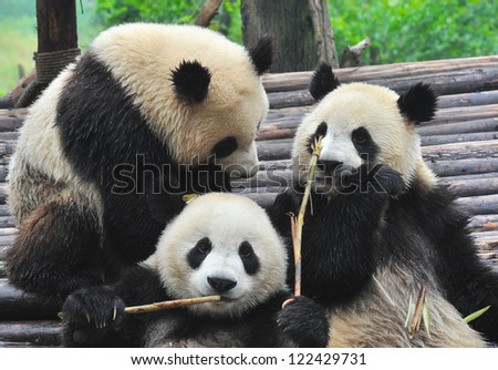 Giant panda bear (focused in front) eating bamboo with other pandas
