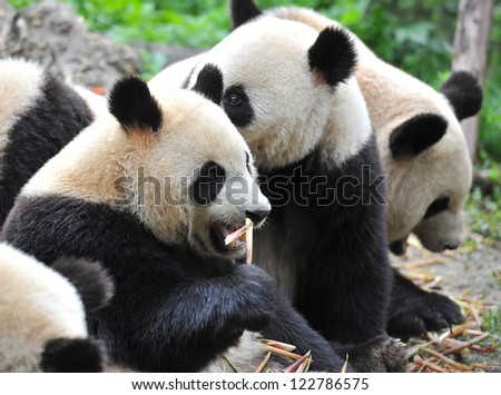 Giant panda bear eating bamboo (in focus) with other panda bears at the background (blurred)