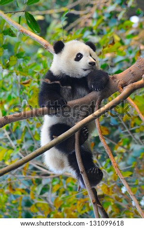 Giant panda bear climbing in tree (in natural habitat in Sichuan province - China )
