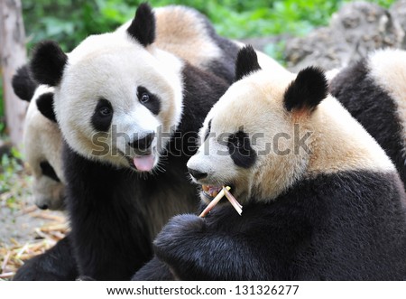 Jealous panda bear sticking out tongue and hungrily looking at fellow panda eating bamboo