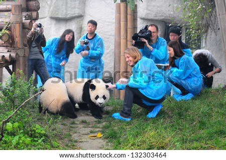 CHENGDU - MAY 6: Foreign and Chinese media film the first panda twins born last year on May 6, 2012 in Chengdu, China . Pandas are endangered species and only about 1,600 live around the world today.