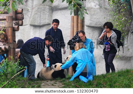 CHENGDU - MAY 6: Foreign and Chinese media film the first panda twins born last year on May 6, 2012 in Chengdu, China . Pandas are endangered species and only about 1,600 live around the world today.