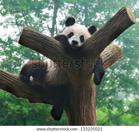 Panda Bear Funny Pose In Tree