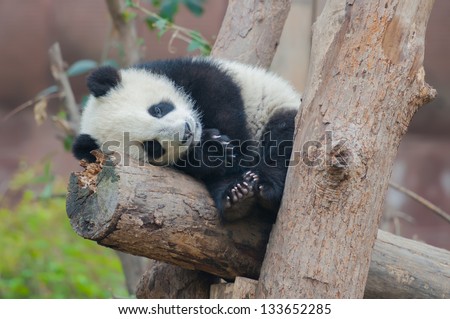 Giant panda bear sleeping in tree