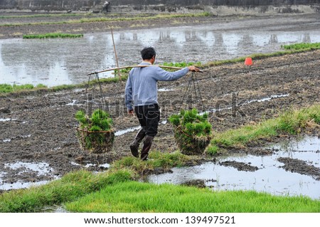 DALI, CHINA - MAY 11: Unidentified Chinese farmers work hard on rice field on May 11, 2013 in Dali, China. For many farmers rice is the main source of income (around $800 annual).
