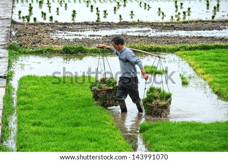 DALI, CHINA - MAY 11: Unidentified Chinese farmer works hard on rice field on May 11, 2013 in Dali, China. For many farmers rice is the main source of income (around $800 annual).
