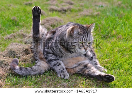 Cat in funny position