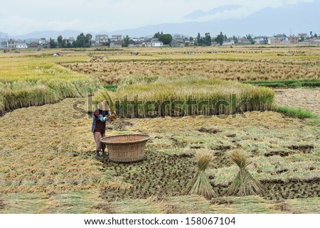 DALI, CHINA - OCTOBER 5: Unidentified Chinese farmer works in a rice field on October 5, 2013 in Dali, China. For many farmers rice is the main source of income (around $800 annual).