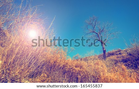 Landscape with bare tree and sun shining through dry bushes (cross process lighting color effect)