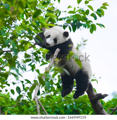 Giant Panda Bear Sleeping In Tree