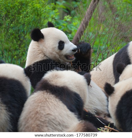 Hungry giant panda bear eating bamboo shoots together with other pandas
