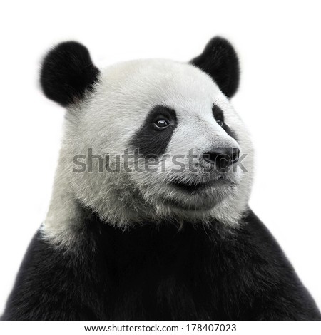 Panda Bear Isolated On White Background