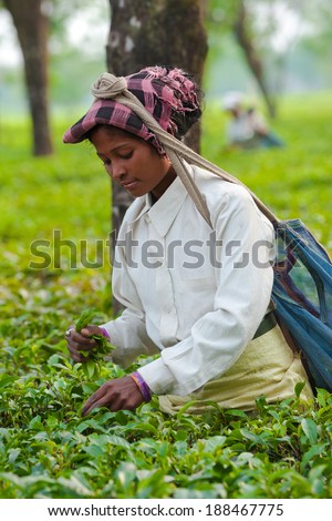 DARJEELING, INDIA - APRIL 3: Indian woman picking tea leaves in tea garden on April 3, 2014 in Darjeeling, India. For these farmers tea is their main source of income (around $700 annual).