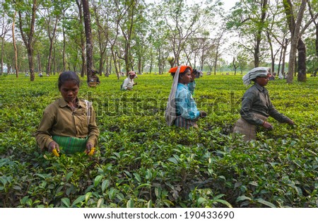 DARJEELING, INDIA - APRIL 3: Indian women picking tea leaves in tea garden on April 3, 2014 in Darjeeling, India. For these farmers tea is their main source of income (around $700 annual).