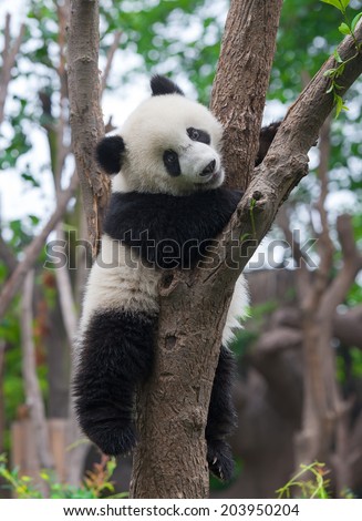 Cute panda bear in tree