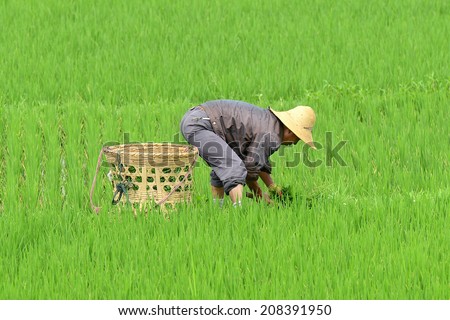 DALI, CHINA - JUNE 7: Chinese farmer works on rice field on June 7, 2014 in Dali, China. For many farmers rice is the main source of income (around $800 annual).
