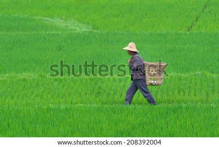 DALI, CHINA - JUNE 7: Chinese farmer works on rice field on June 7, 2014 in Dali, China. For many farmers rice is the main source of income (around $800 annual).