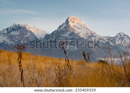 Himalayan snow mountain during sunrise (in focus) with grassland foreground (blurred)