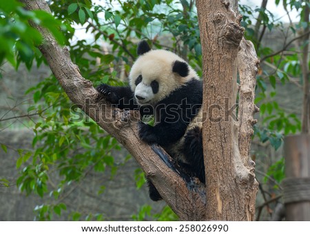 Cute panda climbing tree