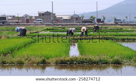 DALI, CHINA - MAY 11: Unidentified Chinese farmers work on the rice field on May 11, 2013 in Dali, China. For many farmers rice is the main source of income (around $800 annual).