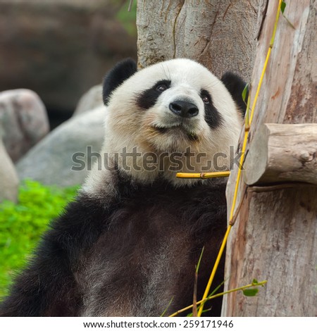 Giant panda close-up
