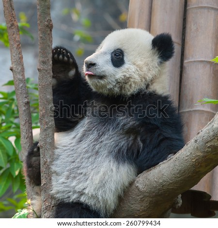 Funny panda bear sticking out tongue