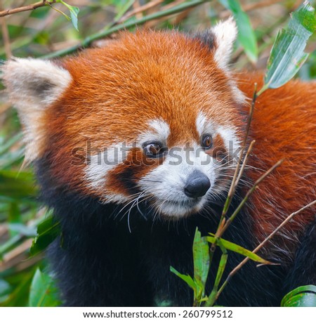 Closeup of red panda