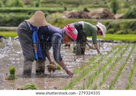 DALI - APRIL 25: Chinese farmers working on rice field on April 25, 2015 in Dali, China. Farmers in China have to work hard and earn average 1800 USD a year.
