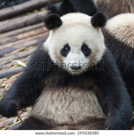 Close-up of panda bear