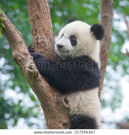 Cute panda in tree