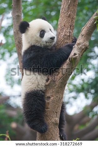 Cute panda in tree