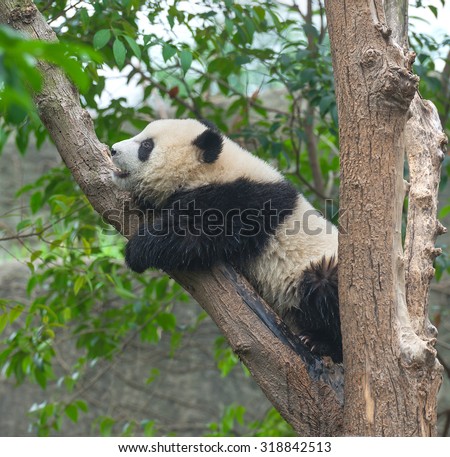 Giant panda sleeping in tree