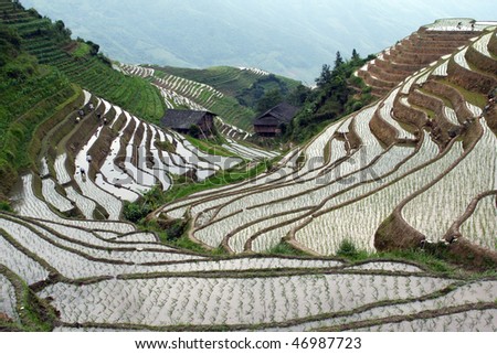 terraces in china. terraces (Guangxi province
