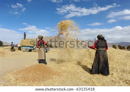 SHIGATSE - OCTOBER 14: Tibetan farmers work hard threshing grain on October 14, 2010 in Shigatse. Farmers have to do this to survive the cold winter months