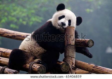 Giant panda bear posing for camera