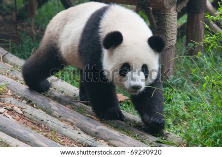 Giant panda running for food