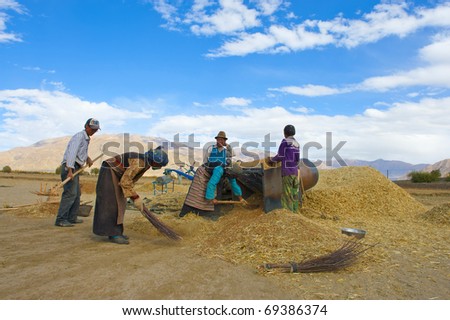 SHIGATSE - OCTOBER 14: Tibetan farmers work hard threshing grain on October 14, 2010 in Shigatse. Farmers have to do this to survive the cold winter months