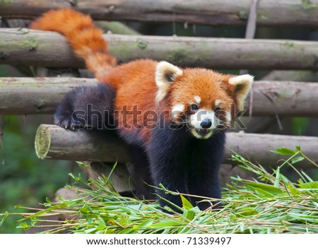 Red panda coming out for food